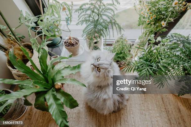 a cat sitting on a windowsill filled with potted plants - fancy cat stock pictures, royalty-free photos & images