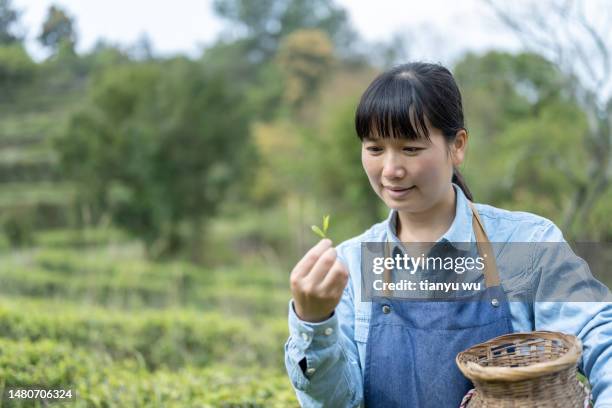 eine bäuerin pflückt tee in einem teegarten - green tea plantation leaves stock-fotos und bilder