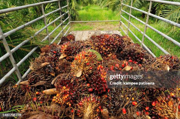 fresh palm oil fruit from truck. - middle east oil stock pictures, royalty-free photos & images