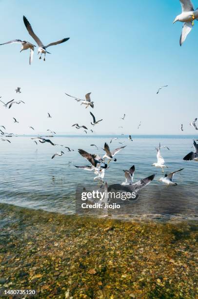 scenic view of seagulls above sea against sky - a flock of seagulls stock pictures, royalty-free photos & images
