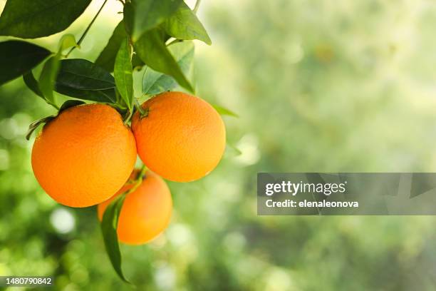 ripe oranges grow on a tree - orange tree stock pictures, royalty-free photos & images