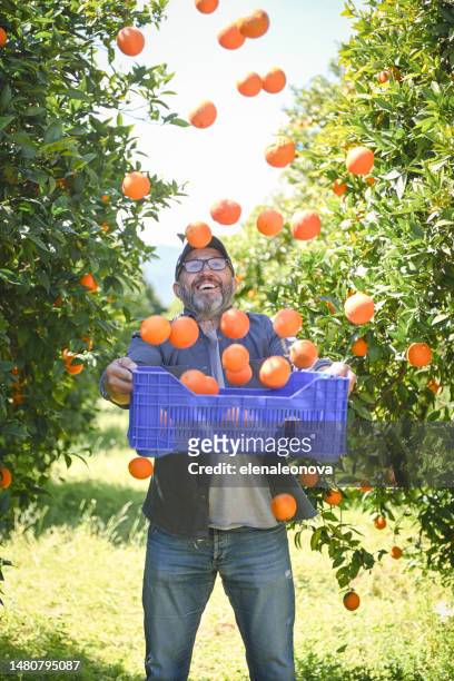 farmer picking ripe oranges in the garden - lustig bunt bildbanksfoton och bilder