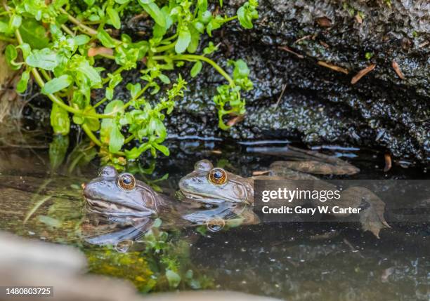 True Frogs Example 878 True Frog Stock Photos, High-Res Pictures, and Images - Getty Images