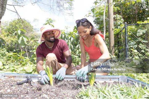 an african american millennial male and multiracial millennial woman, work on a community farm in a tropical climate city while wearing casual clothing. - african male red shirt stock-fotos und bilder