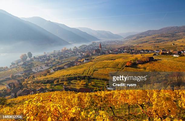 weisenkirchen in der wachau vineyards at autumn morning with fog over danube river. wachau valley, austria - river danube stock pictures, royalty-free photos & images