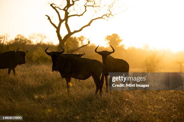 wildebeest, connochaetes, standing in golden light - wildebeest stock pictures, royalty-free photos & images