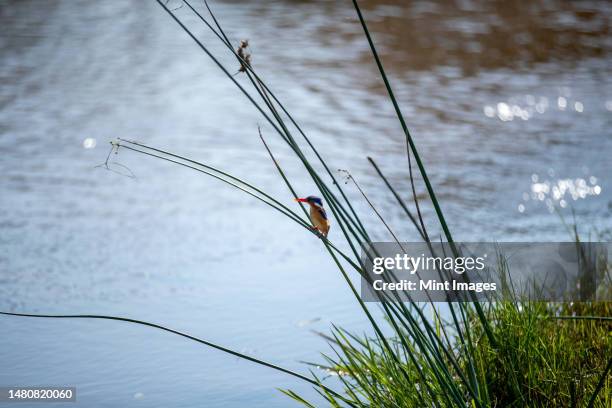 a malachite kingfisher, corythornis cristatus, perched on a reed, next to a river - kingfisher river stock pictures, royalty-free photos & images