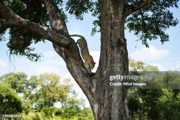 a female leopard, panthera pardus, decending from a tree - sabi sands reserve stock pictures, royalty-free photos & images