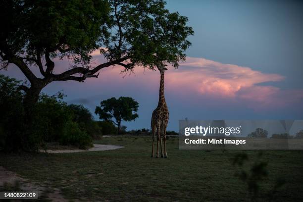 a giraffe, giraffa, eating leaves from a tree, sunset backdrop - sabi sands reserve stockfoto's en -beelden