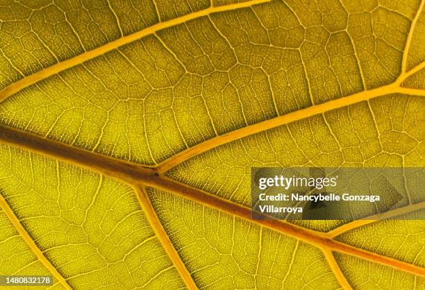 yellow fiddle fig leaf - fiddle leaf stock pictures, royalty-free photos & images