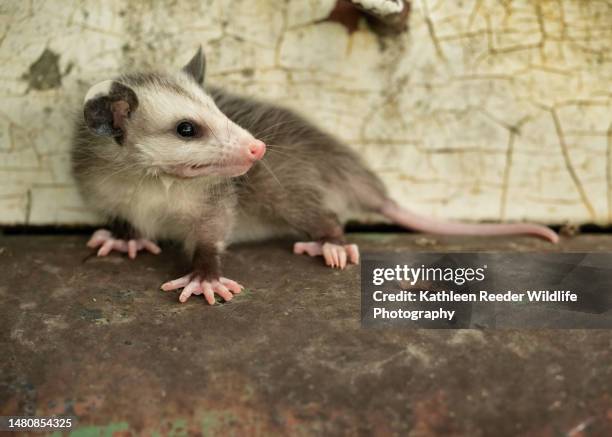 opossum in minnesota - opossum 個照片及圖片檔