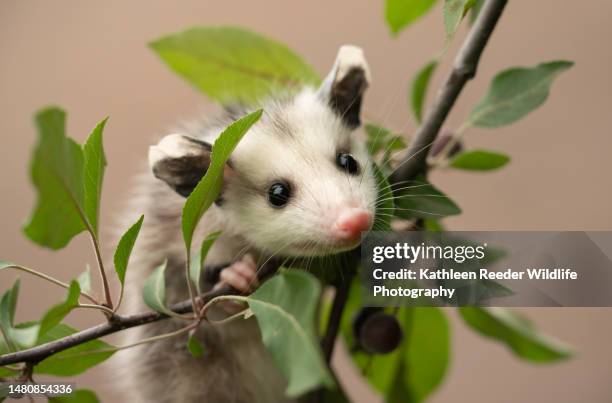 opossum in minnesota - opossum 個照片及圖片檔