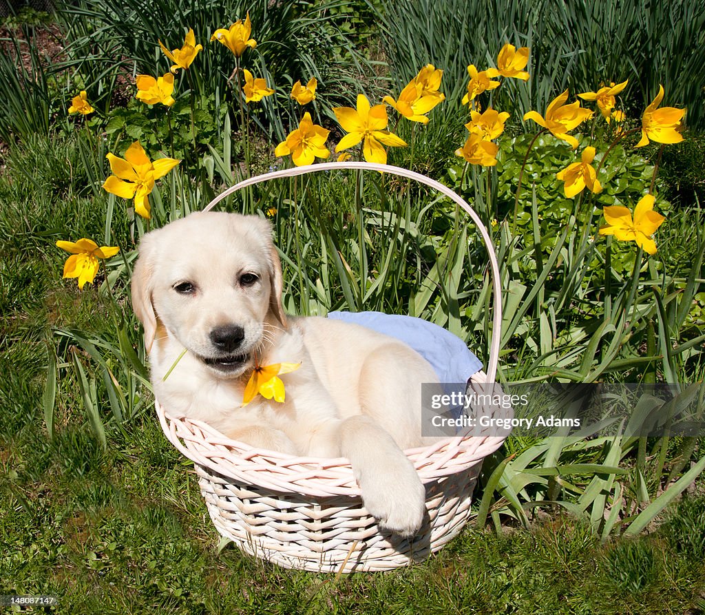 Retriever puppy sitting in basket