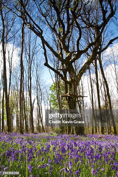 bluebell tree - monasterevin stock pictures, royalty-free photos & images