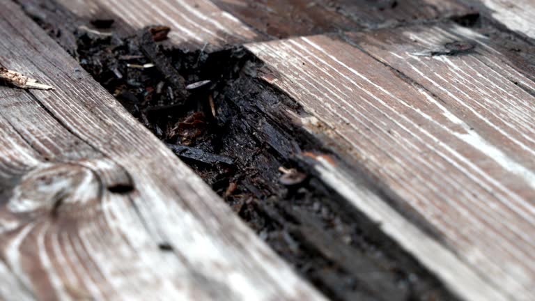 Rotting Sample Picture 535 Rotting Texture Stock Videos, Footage, & 4K Video Clips - Getty Images
