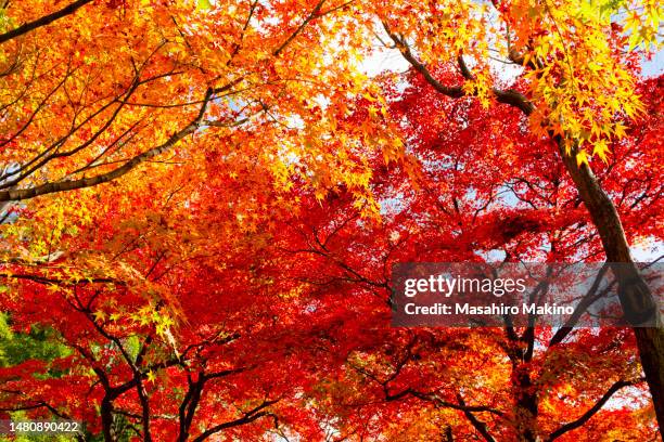 autumn japanese maple trees - maple leaf stock pictures, royalty-free photos & images