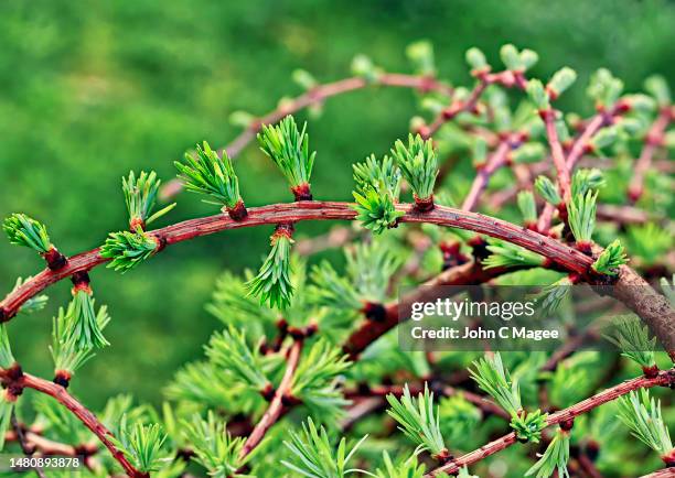 eastern larch (larix laricina) - tamarack stock pictures, royalty-free photos & images