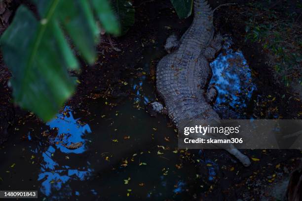 evening time giant gavialis gangeticus (gharial) lying down and sleeping on the ground - crocodile mouth open stock pictures, royalty-free photos & images