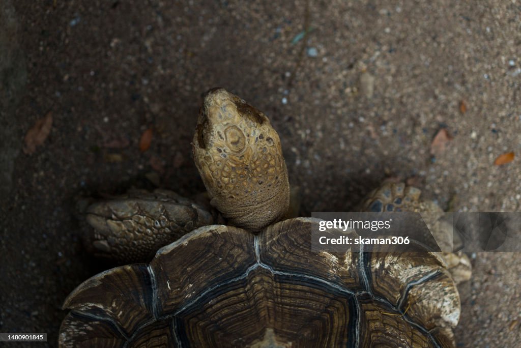 Top View Texture Of Sulcata Tortoise Shell And Copyspace High-Res Stock ...