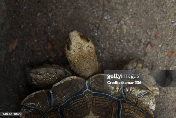 Turtle Shell Top View Photos and Premium High Res Pictures - Getty Images
