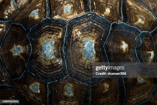 top view  texture of sulcata tortoise shell and copyspace - tortoise photos et images de collection