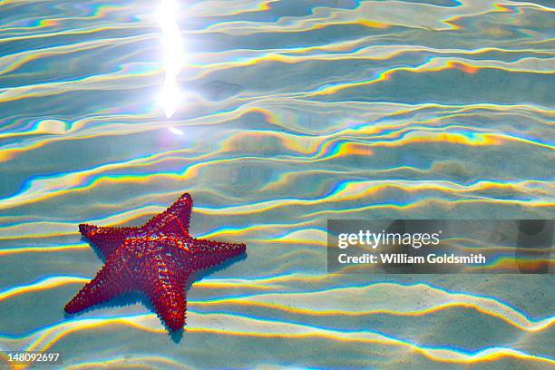 starfish through refracting water - treasure cay stock pictures, royalty-free photos & images