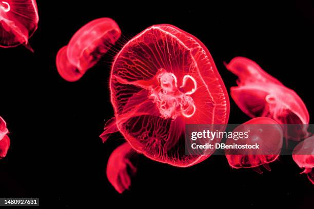 glowing jellyfish reflecting red colored light, swimming in the water on black background. stinging concept, wildlife, sea, ocean, dark, bright, toxic and underwater. - stechen tierverhalten stock-fotos und bilder