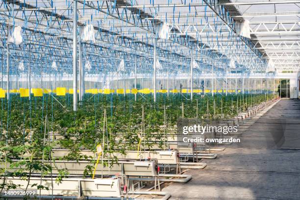 hydroponic tomato production greenhouse - agricultural equipment bildbanksfoton och bilder