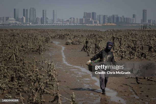 The Chinese city of Xiamen is seen in the background as a Taiwanese oyster farmer carries oysters for transportation on April 09, 2023 in Kinmen,...