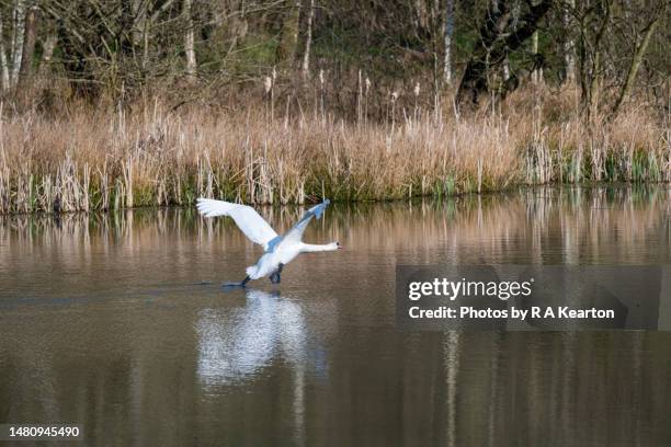 mute swan taking off from the water of a small lake in the uk - mute swan foto e immagini stock