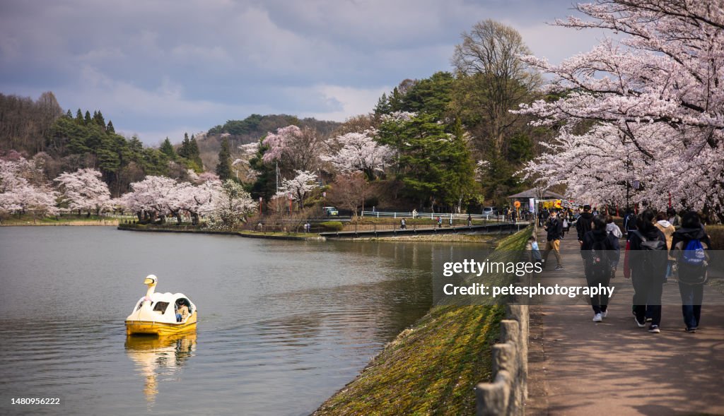 Cherry Blossom festival during spring in Morioka, Iwate