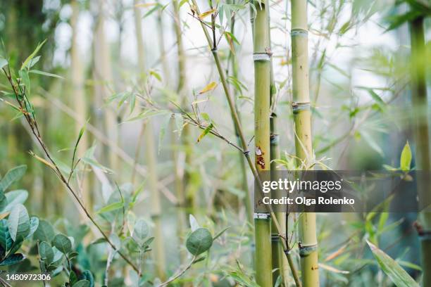 lush bamboo stick plant with leaves covering full frame - folha de bambu - fotografias e filmes do acervo