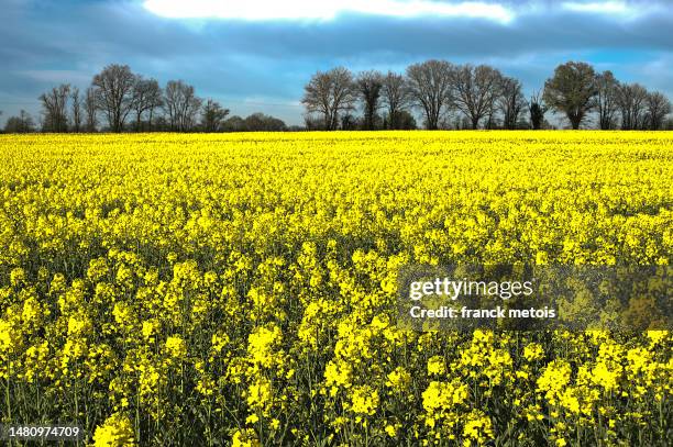 rapeseed field - poitou charentes imagens e fotografias de stock