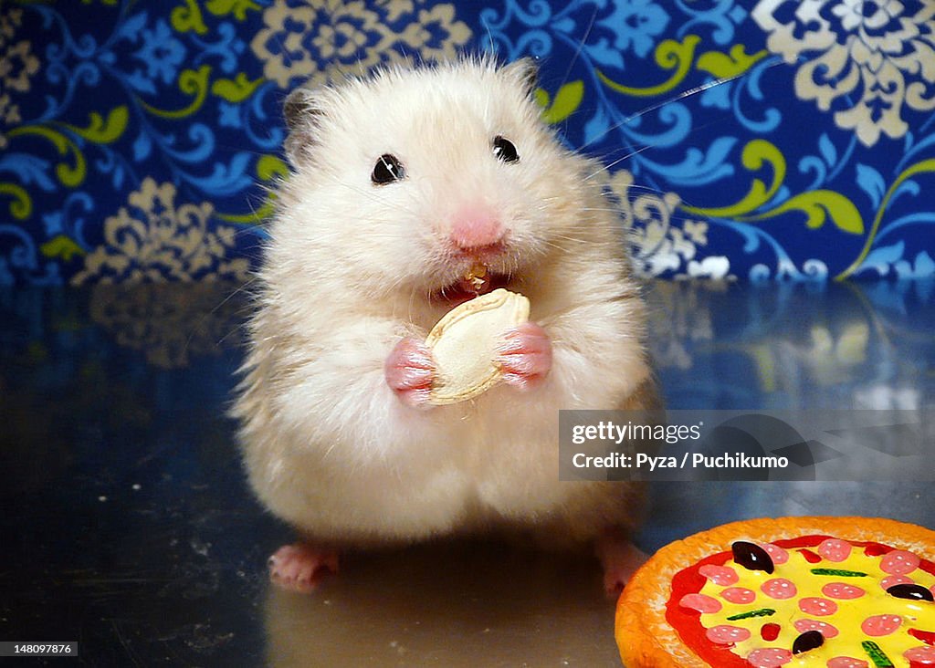 Syrian hamster eating pumpkin seed