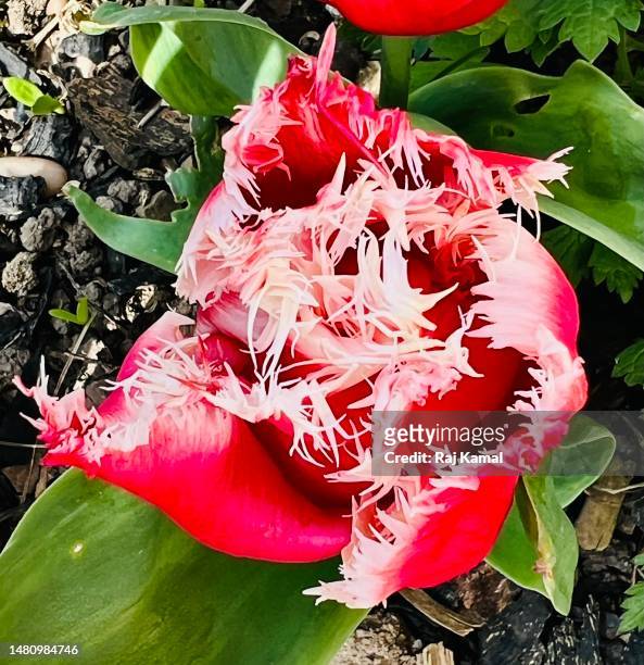 pink with white fringe tulipa ‘huis ten bosch’ (tulipa) in bloom and close up. - tulipa fringed beauty stock pictures, royalty-free photos & images
