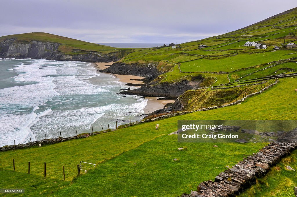 Irish Coastal Pastures