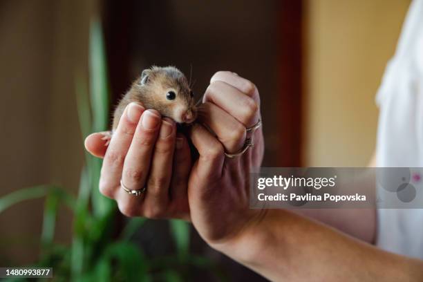 mignon animal de la souris - pet rat photos et images de collection