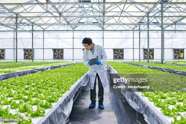 ein männlicher forscher untersucht pflanzen im smart greenhouse - bio tech stock-fotos und bilder