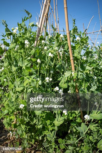 pea crops