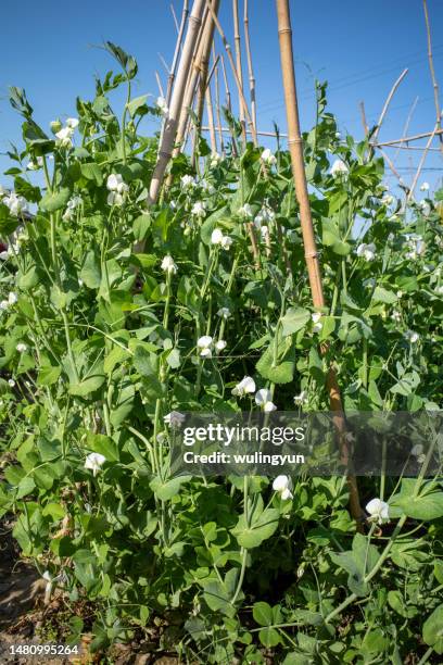 Pea Ritam 3,292 Pea Harvest Stock Photos, High-Res Pictures, and Images - Getty ...