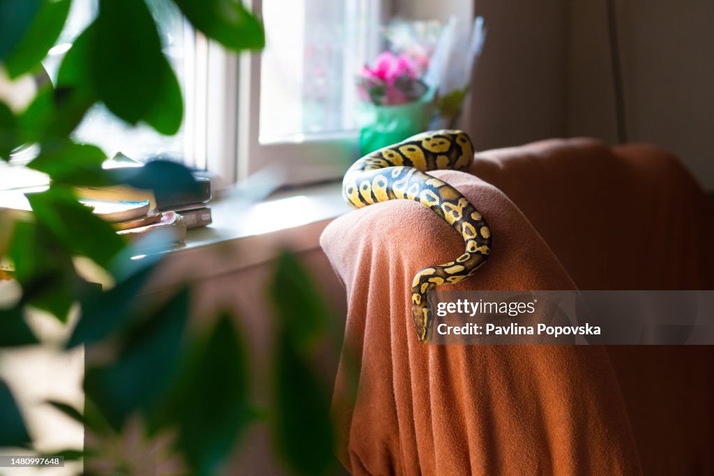 Pet Snake On A Couch High-Res Stock Photo - Getty Images