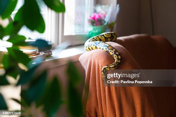pet snake on a couch - exotic pets stock pictures, royalty-free photos & images