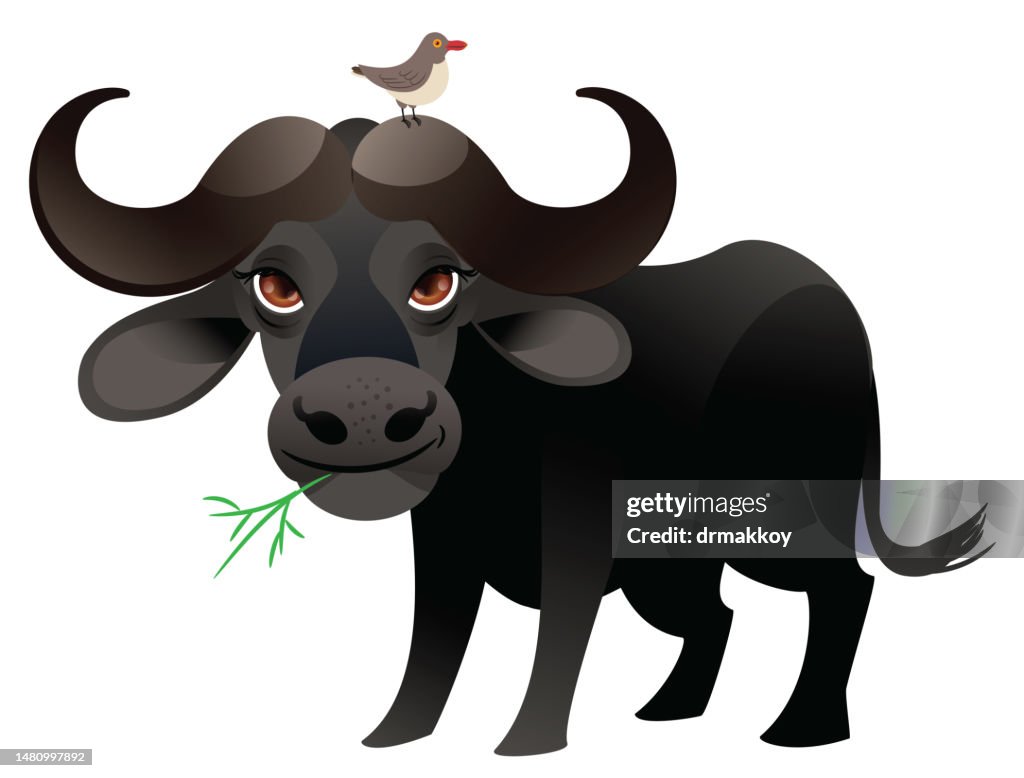 Cape Buffalo and Yellow Billed Oxpecker