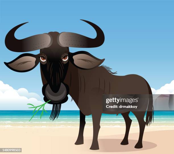 connochaetes in the beach - wildebeest stock illustrations