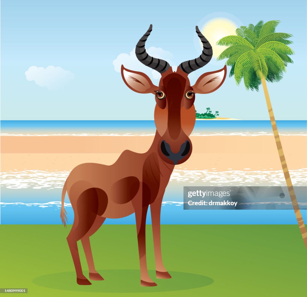 Topi antelope, (Damaliscus Lunatus)