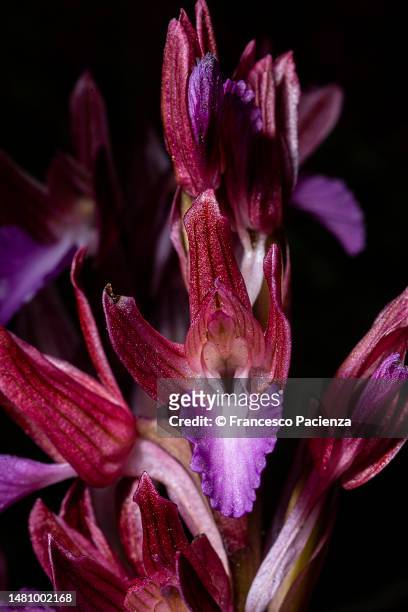 anacamptis papillonacea - fuchsia orchids stock pictures, royalty-free photos & images