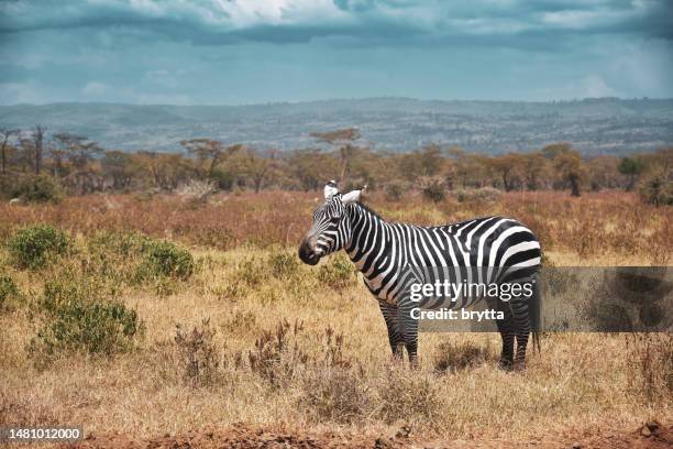 zebra in the oserengoni wildlife sanctuary in kenya - rift valley stock pictures, royalty-free photos & images