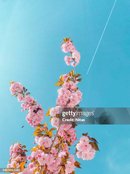 pink flowers on a blossoming tree with a bee pollinating and an airplane in the blue sky - bee flying stock pictures, royalty-free photos & images