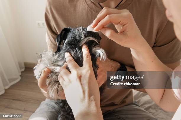 conjunctivitis and sore eye in puppy - man and woman cleaning pet's eyes for hygiene - man eye cream imagens e fotografias de stock