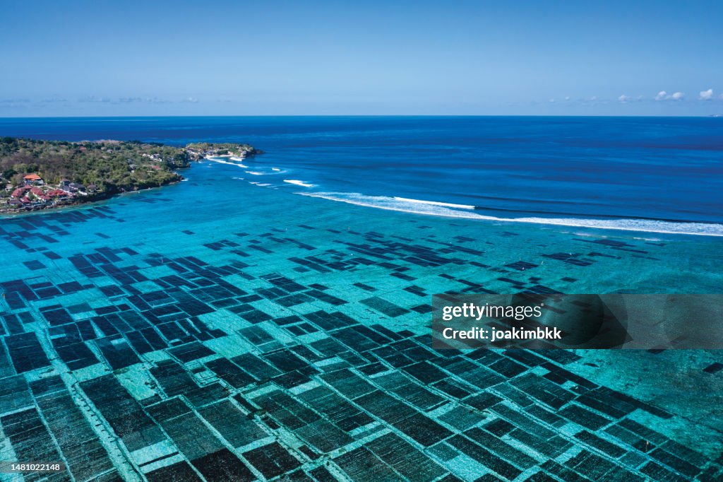 Seaweed plantation in Nusa Lembongan in Bali Indonesia